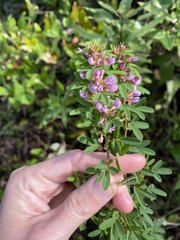 Lespedeza stuevei