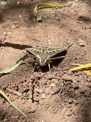 Hyles livornica