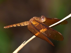Neurothemis fulvia