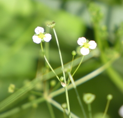 Alisma