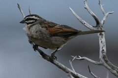 Emberiza capensis capensis
