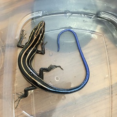 Plestiodon fasciatus