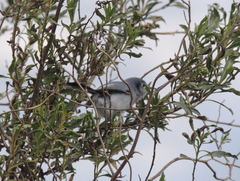 Polioptila dumicola