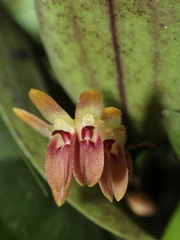 Image of Trichosalpinx blaisdellii