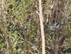 Polioptila dumicola