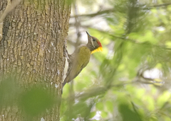 Picus chlorolophus