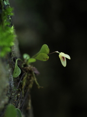 Specklinia recula