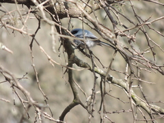 Polioptila dumicola