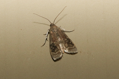 Euzophera semifuneralis