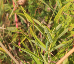Polygonatum verticillatum