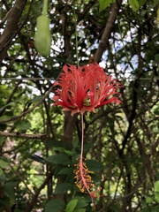 Hibiscus schizopetalus