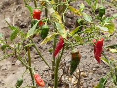 Capsicum baccatum