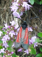 Zygaena purpuralis