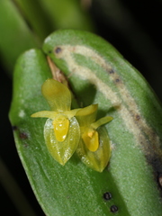 Pleurothallis phyllocardioides image