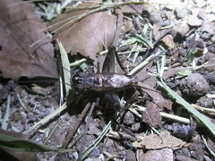 Loxoblemmus sylvestris