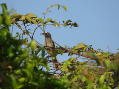 Saltator grandis