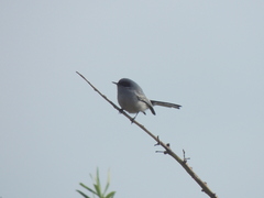 Polioptila dumicola