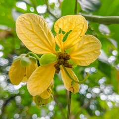 Senna papillosa