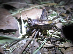 Loxoblemmus sylvestris