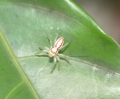 Epocilla aurantiaca