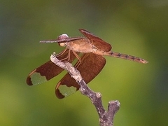 Neurothemis fulvia