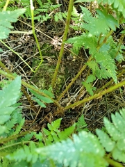 Dryopteris clintoniana