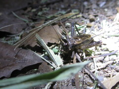Loxoblemmus sylvestris