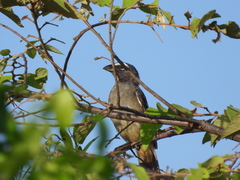 Saltator grandis