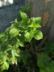 Rubus idaeus