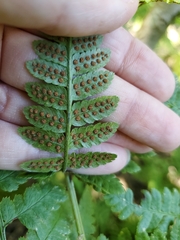 Dryopteris clintoniana