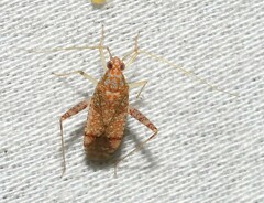 Phytocoris depictus