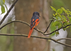 Pericrocotus speciosus