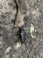 Prionus coriarius