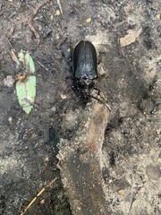 Prionus coriarius