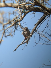 Kaupifalco monogrammicus