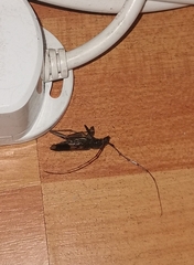 Phoracantha semipunctata