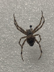Araneus gemma