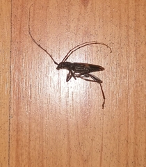 Phoracantha semipunctata