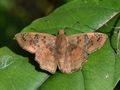 Caprona ransonnettii