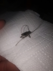 Phoracantha semipunctata