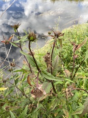 Bidens tripartita