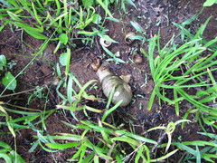 Natalina cafra
