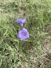 Ruellia nudiflora