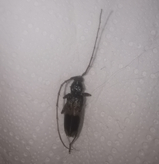 Phoracantha semipunctata