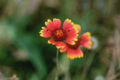 Gaillardia