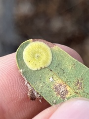 Andricus pattersonae