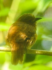 Malacoptila panamensis