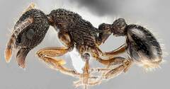 Myrmica detritinodis