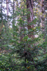 Abies sibirica