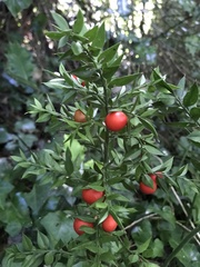 Ruscus aculeatus